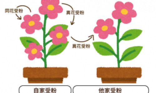四季豆和长豆的区别-长四季豆种,中国长四季豆怎么做好吃法网站